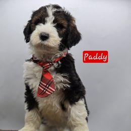 Paddy - Tri-color Bernedoodle puppy in Neillsville, Wisconsin from Granton Creek