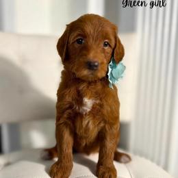 Green girl - Red  female Goldendoodle puppy in Valdese, North Carolina from Doodling All Day Goldendoodles