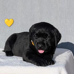 Yellow Collar - Black female Labrador Retriever puppy in Yucca Valley, California from Beachn Ranch
