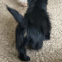 Scottish Terrier Puppies from Carnes Croft Scotties