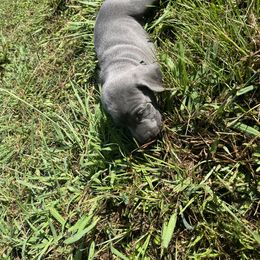 Weimaraner Puppies from Georgia Line Weimaraners
