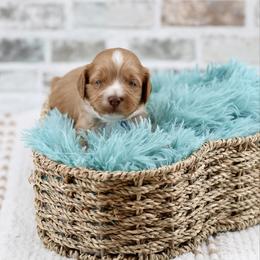 Rusty - Red male Australian Labradoodle puppy in Taylor, Michigan from Mi Best Doodle Ever, LLC
