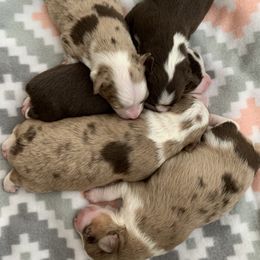 Australian Shepherd Puppies from KangaRoos Little Aussies