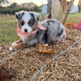 Cricket - Blue merle male Toy Australian Shepherd puppy in Puryear, Tennessee from A&W Toy Aussies