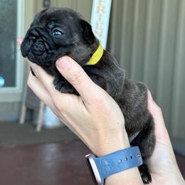 Yellow (Honey) - Brindle female French Bulldog puppy in Rochester, Washington from Frenchie Bulldog Kisses