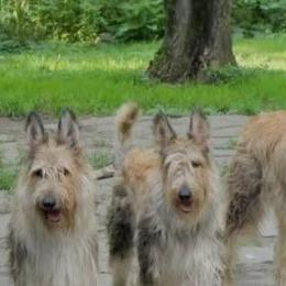 Berger Picards and Collies from Denby Berger Picards and Collies