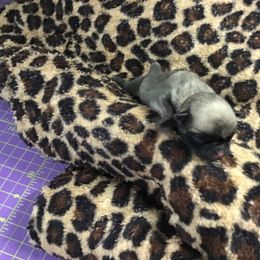 Girl 1 - Fawn female Pug puppy in Lookout, West Virginia from Khloe’s WV Pugs