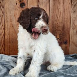Portuguese Water Dogs from Pine Ridge Porties