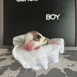 Jackson Avery - Liver and white male Cardigan Welsh Corgi puppy in Westminster, Maryland from Serendipity Corgi's