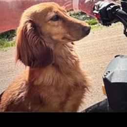 Scarlett - Dachshund