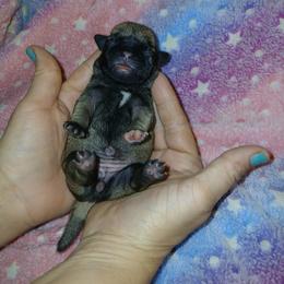 Fawn girl 1 - Fawn female Pug puppy in Blountsville, Alabama from Rock Springs Pugs