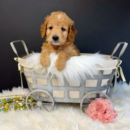 Willow - Apricot Goldendoodle puppy in La Belle, Missouri from I Dream of Doodles