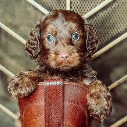 John Lennon - Chocolate male Australian Labradoodle puppy in Decatur, Alabama from Southern Meadows Doodles