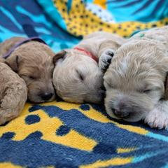 Double Doodle and Goldendoodle Puppies from Big Red Paw Doodles