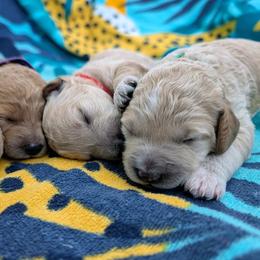 Double Doodle and Goldendoodle Puppies from Big Red Paw Doodles