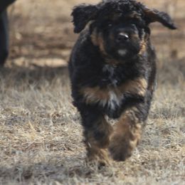 Goldendoodle and Yorkshire Terrier Puppies from Dirty Dogs Pups