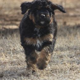 Goldendoodle and Yorkshire Terrier Puppies from Dirty Dogs Pups