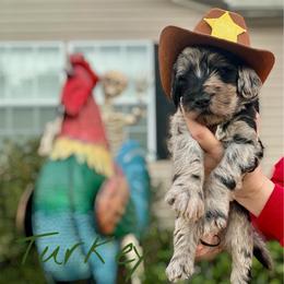 Turkey - Merle male Goldendoodle puppy in Mocksville, North Carolina from Little Bear Doodles