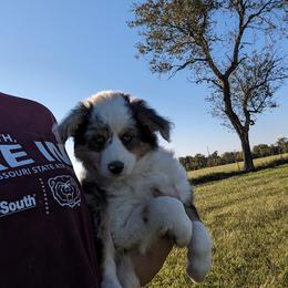 Aussiedoodle, Australian Shepherd, Bernedoodle, Cockapoo, and Poodle Puppies from Sis' Doodles & Poodles