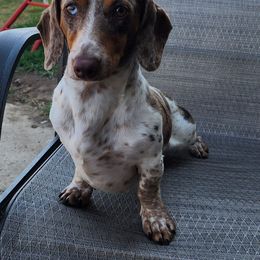 Tucker - Dachshund