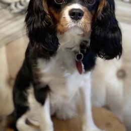 Josie - Cavalier King Charles Spaniel
