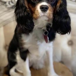 Josie - Cavalier King Charles Spaniel