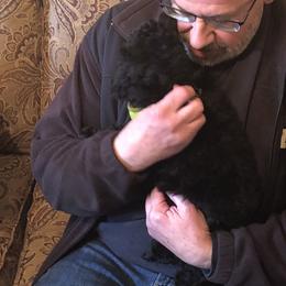 Poodle Puppies from Phare Poodles