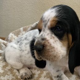 Willie- Male - Basset Hound puppy from Savage Sisters Basset Hounds