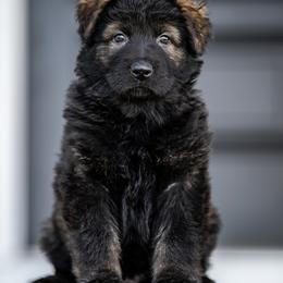 German Shepherd Puppies from Howixx German Shepherds