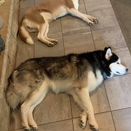 Siberian Huskies from Chelsea Roberts