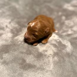 Zazu - Red  male Goldendoodle puppy in Jacksonville, Florida from Dandelion Doodles