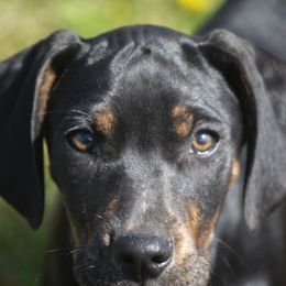 Girl 1 - Black Catahoula Leopard Dog puppy in Cordova, Tennessee from Dawson Hollow Catahoulas