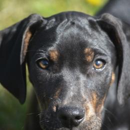 Girl 1 - Black Catahoula Leopard Dog puppy in Cordova, Tennessee from Dawson Hollow Catahoulas