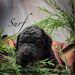 Surf - Silver male Poodle puppy in Greenville, North Carolina from Grace Poodles