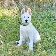 Saja - White male Berger Blanc Suisse puppy in West Alexandri, Ohio from Twisted Acres