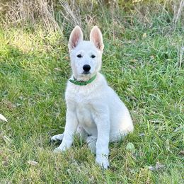 Saja - White male Berger Blanc Suisse puppy in West Alexandri, Ohio from Twisted Acres