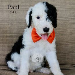Paul - Black and white male Sheepadoodle puppy in Comanche, Texas from Central Texas Doodles, LLC.