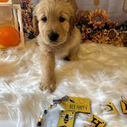 Golden Retriever Puppies from Whickering Pines Golden Retrievers