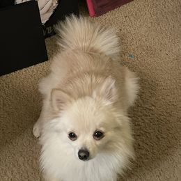 Minnie - Pomeranian