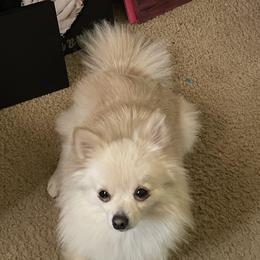 Minnie - Pomeranian