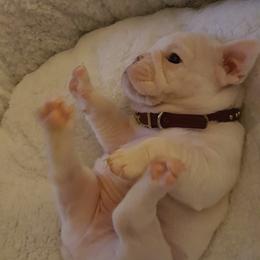 Bulldog and French Bulldog Puppies from Southern Standard Bulldogs