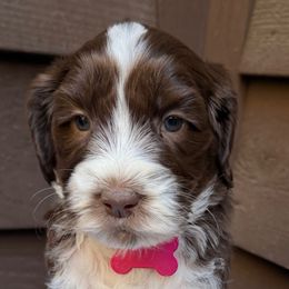 Miss Pink - Chocolate female Australian Labradoodle puppy in Mount Gilead, North Carolina from Tillery Labradoodles