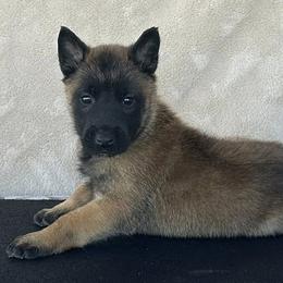 Hot Pink-Shown at 5.5 weeks - Fawn female Belgian Malinois puppy in Golden Valley, Arizona from Desert Wind Kennels