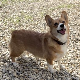 Bandi - Pembroke Welsh Corgi