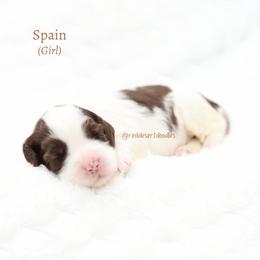 Spain - Chocolate female Australian Labradoodle puppy in Hurricane, Utah from Red Desert Doodles