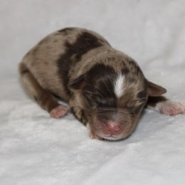 Peter Pan - Red merle male Miniature Australian Shepherd puppy in Paris, Texas from Kuttin’ Up Mini Aussies