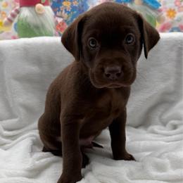 Blue - Chocolate male Labrador Retriever puppy in Heath Springs, South Carolina from Rich Hill Retrievers