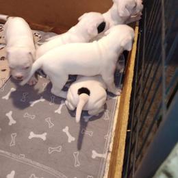 American Bulldog Puppies from Slayton's American Bulldogs