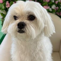 candy - Maltese