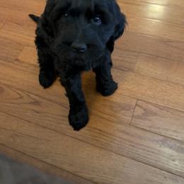 Goldendoodle Puppies from Dani’s Doodles